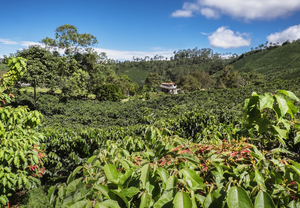 Coffee plantation in Libano, Colombia