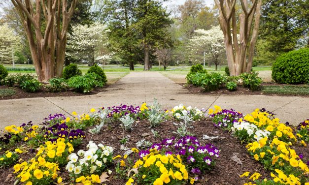 Memphis: Grit and Grind No More, Now Green and Grand