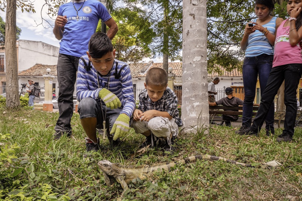 Children observe a wild iguana in Buga, Colombia's Parque Cabal.