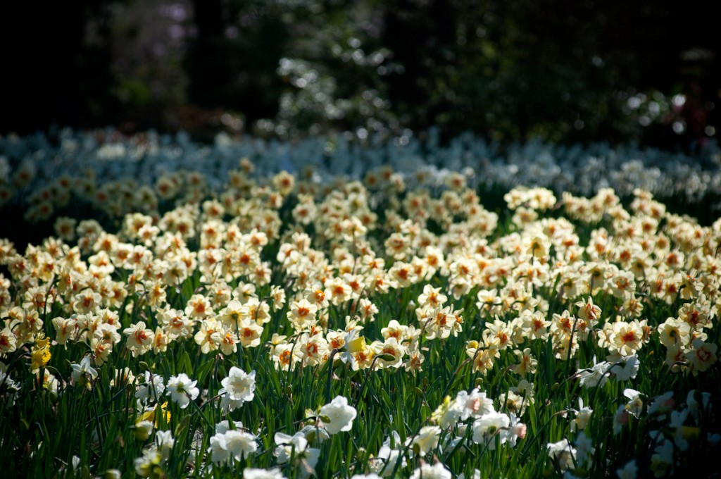 garden daffodils