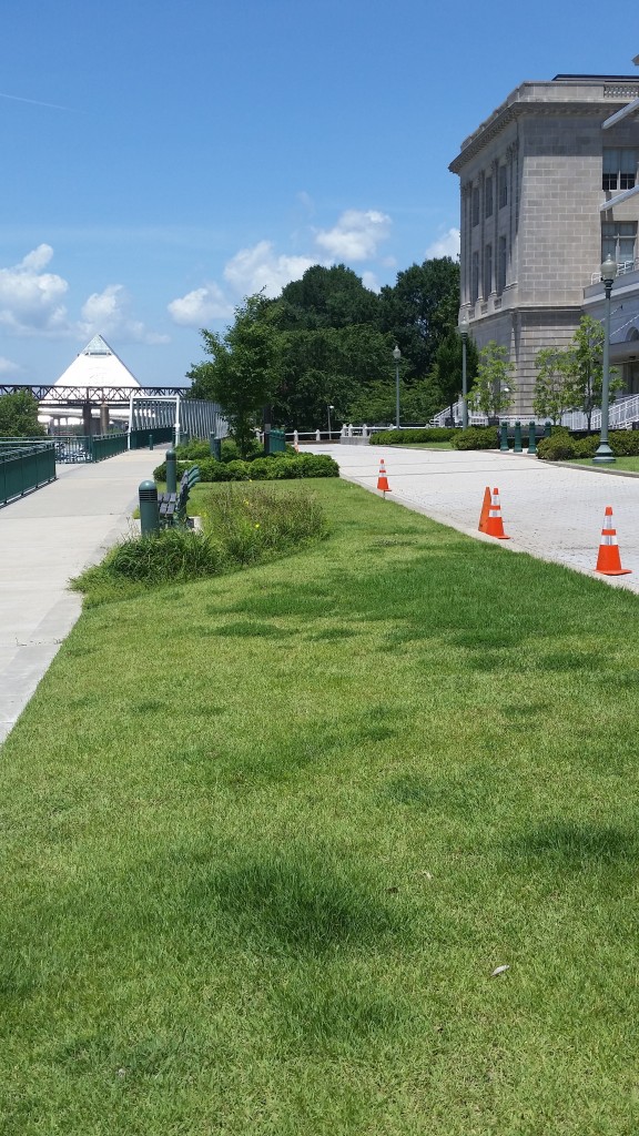 green space for umbrellas