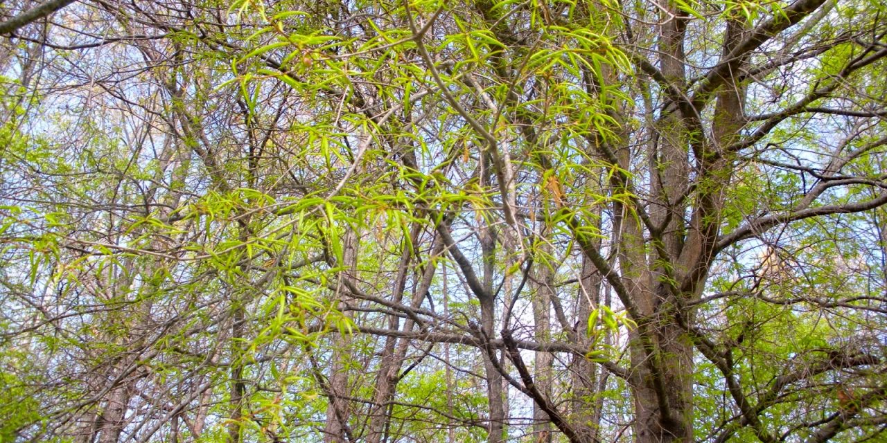 Data Points: Memphis Tree Cover and Home Values by ZIP Code