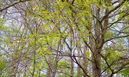 Data Points: Memphis Tree Cover and Home Values by ZIP Code