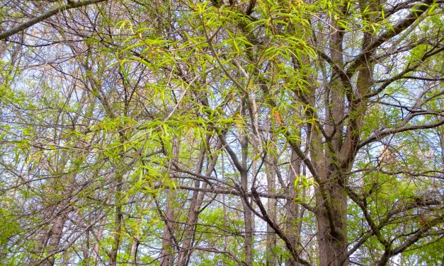 Data Points: Memphis Tree Cover and Home Values by ZIP Code